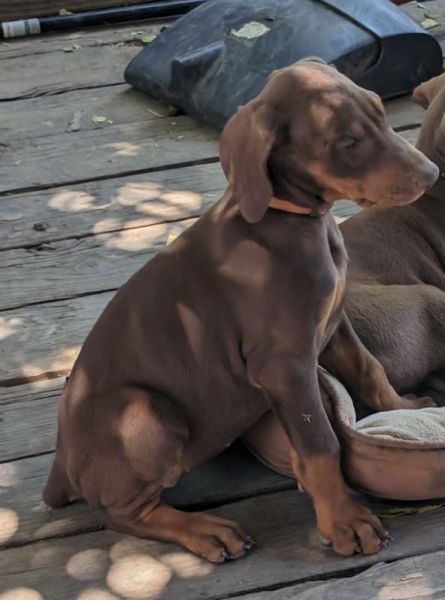 Beautiful Doberman Pinschers