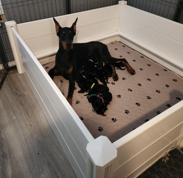 European Doberman Puppies