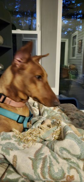 Red Doberman Pinscher