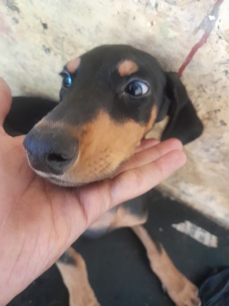 It is very good and frendly