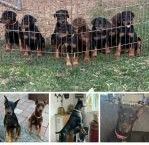 Doberman Puppies