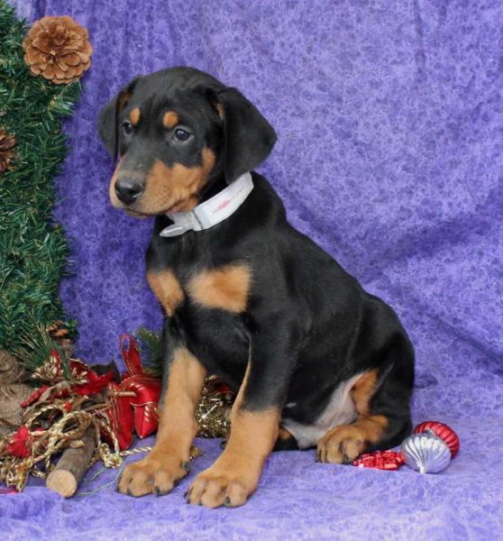 Home Raise & Train Doberman Pinscher For Sale