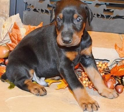 Doberman Pinscher Puppies for Sale