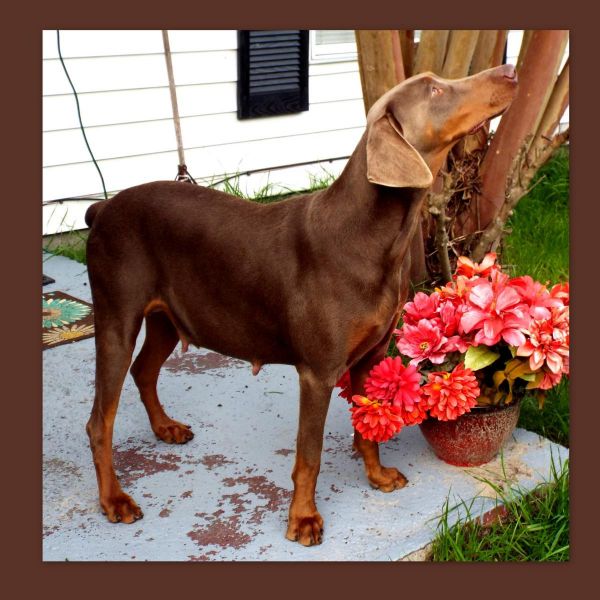 Beautiful AKC Doberman pups