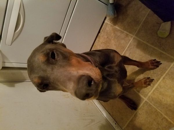European Blue Female Doberman Pincher with CKC papers