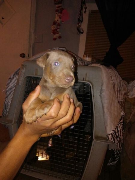 Fawn Male Doberman Puppy