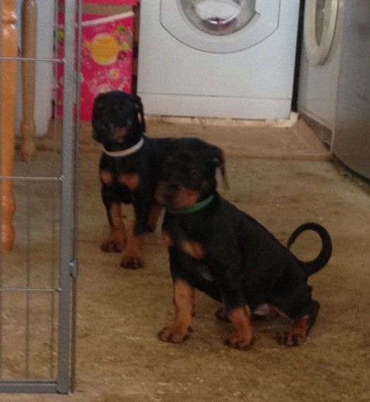 Top Quality Vwd Clear Doberman Puppies