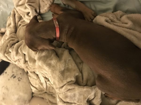 Female doberman puppy