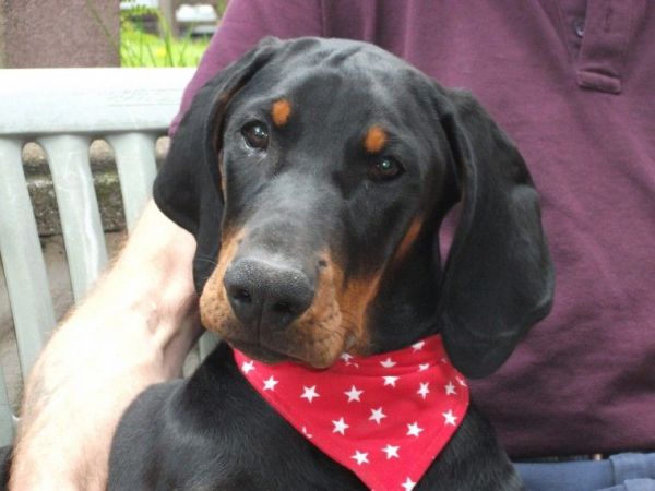 Kc Registerd Dobermans