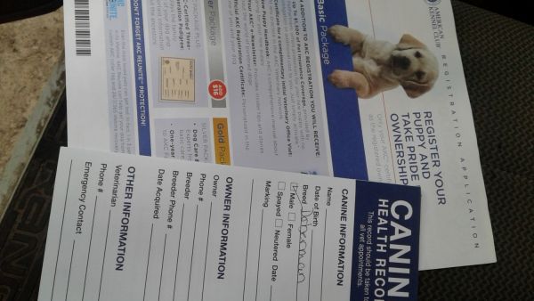 Black male Doberman 3 month old