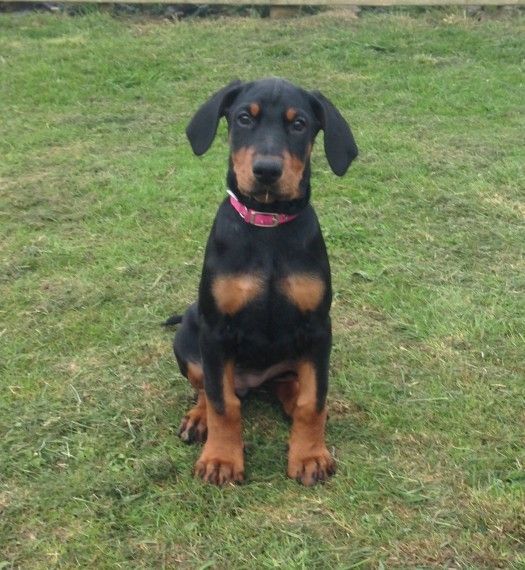 Kc Registered Dobermann Puppies