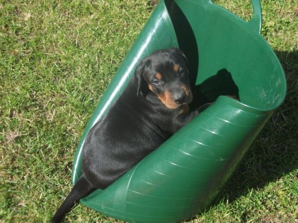 AKc Registered Dobermann Puppies