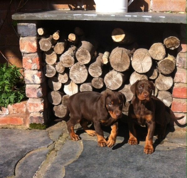 Quality Pedigree Dobermann Puppies
