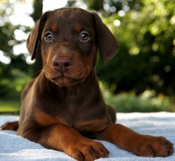 Playful male Doberman Pup