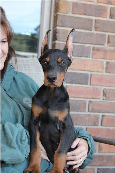 Doberman Pinscher puppies - AKC / UKC registered. (***) ***-***0