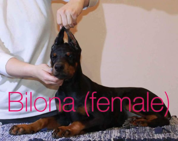 Direct Import Doberman Puppies