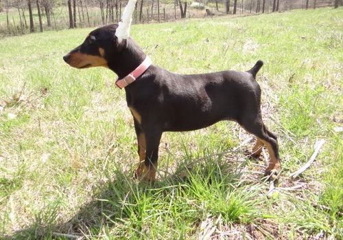 Doberman Pinscher puppies ready for sale