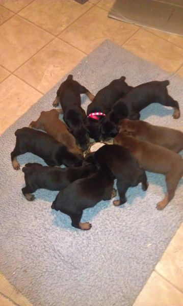 akc doberman puppies