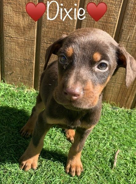 Beautiful Full Blood Doberman Pinscher Puppies