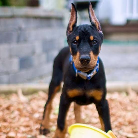 Quality Pure Breed Doberman Puppies