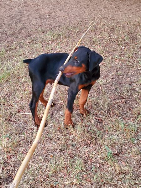 Doberman Pinscher Male