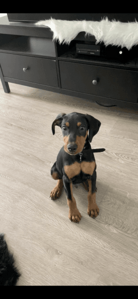 Doberman For Sale