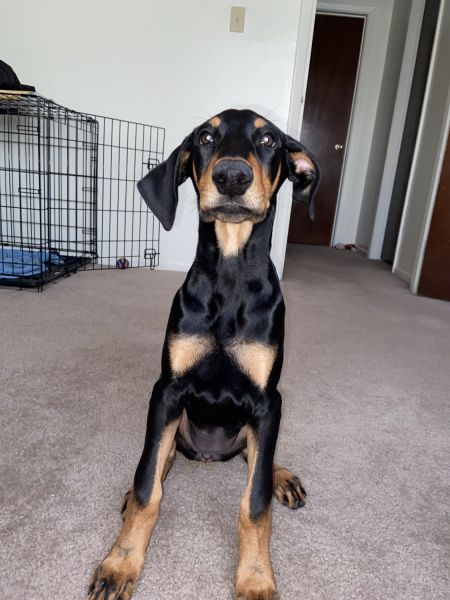 3 Month Old Doberman Girl!