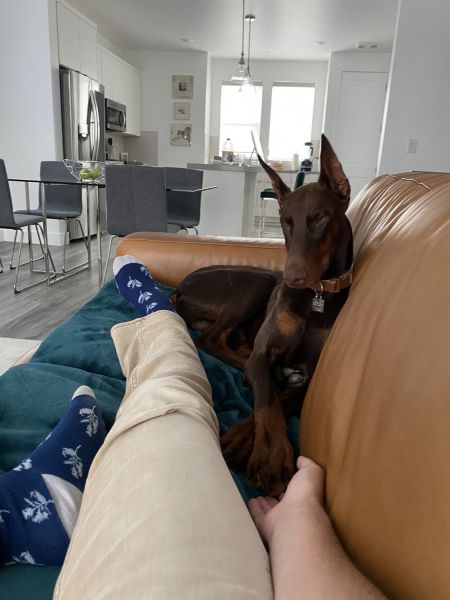8-month Doberman