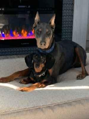 Dachshund and Blue Doberman