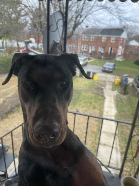 Doberman for Sale