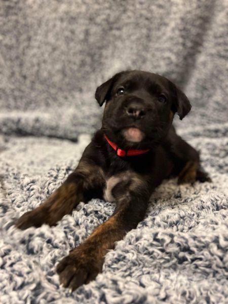 Dogo argentino and German shepherd mix
