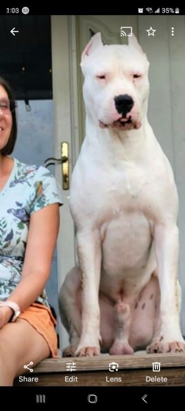 Texas Dogo Argentinos