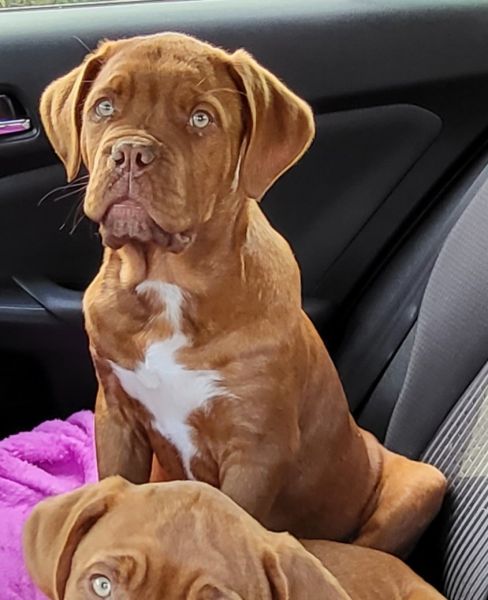 DOGUE DE BORDEAUX 4 MONTHS OLD MALE AND FEMALE