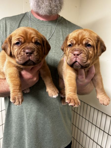 AKC Dogue de Bordeaux