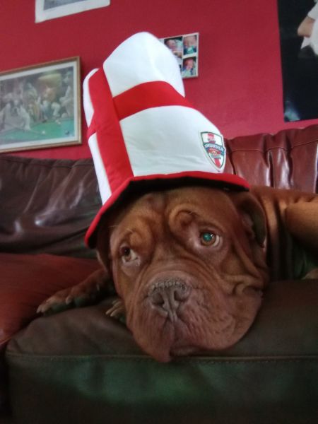 dogue de bordeaux for sale