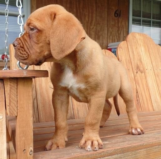 cute male and female dogue de bordeaux