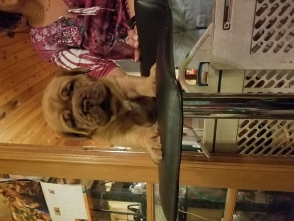 2 HUGE puppies, looking for huge love