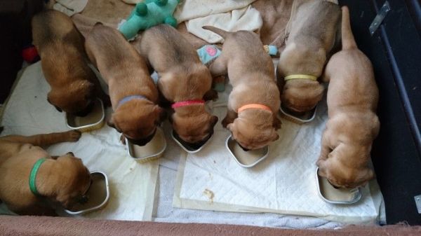 ** Dog De Bordeaux Puppies For Sale **