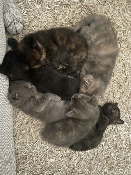 6, 8 week old kittens looking for their new homes.