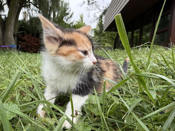 adorable kittens for rehoming
