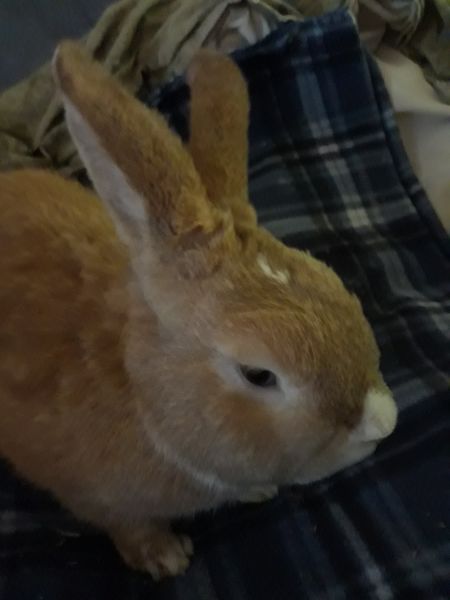 Orange and white male bunny
