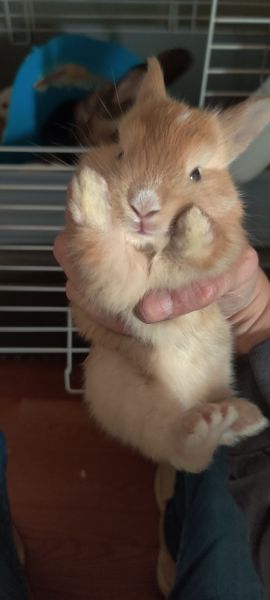 Rabbits For Sale- Dutch, Cinnamon and American Bunnies