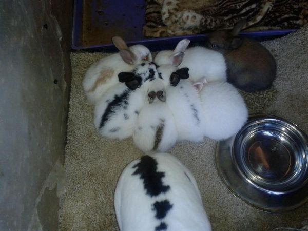 rabbits for sale