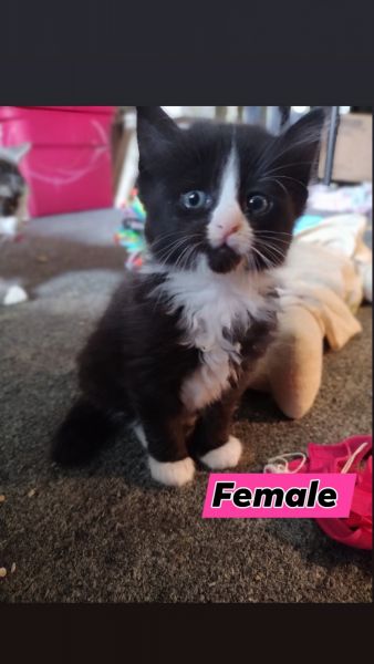 Black and white kittens