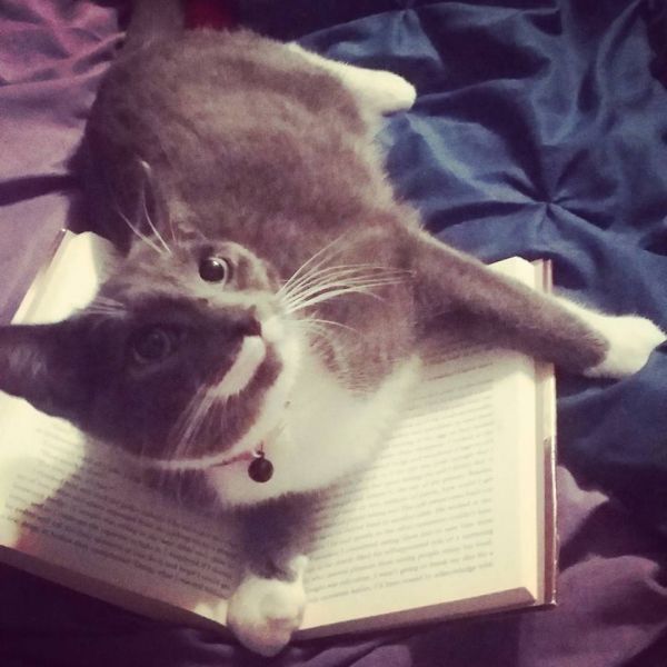 Aurora (Domestic Shorthair)