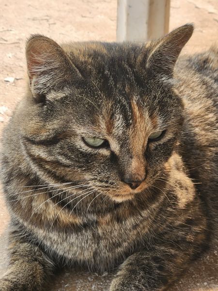 Female Cat // House & Pet Friendly