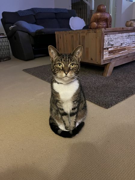 Domestic Short Hair (DSH) - Female