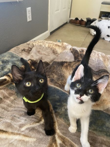 Kitties available for adoption