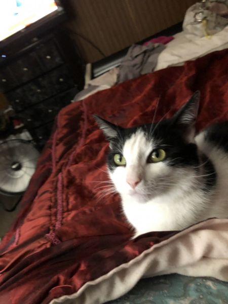 Have to re-house my Cat