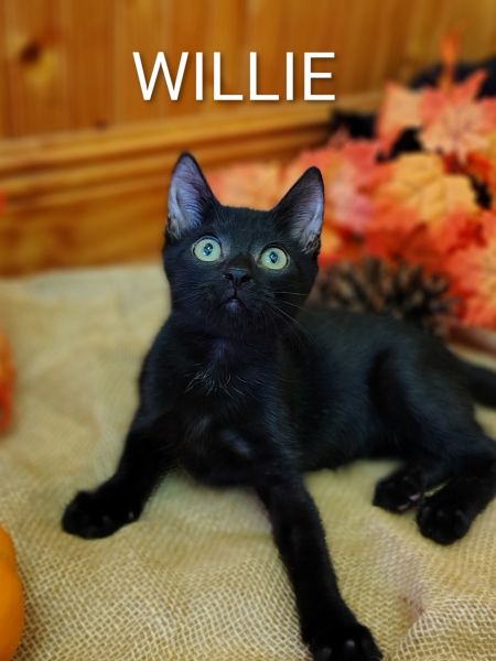 Male Black Kitten ADOPTED